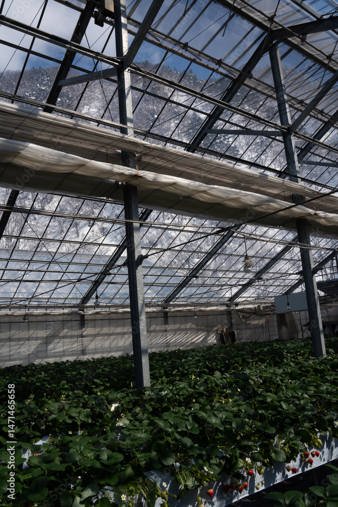 Fototapeta premium Rows of vibrant strawberry plants thrive inside a modern greenhouse with a snowy mountain backdrop, showcasing sustainable winter farming practices and eco-friendly agricultural innovation.