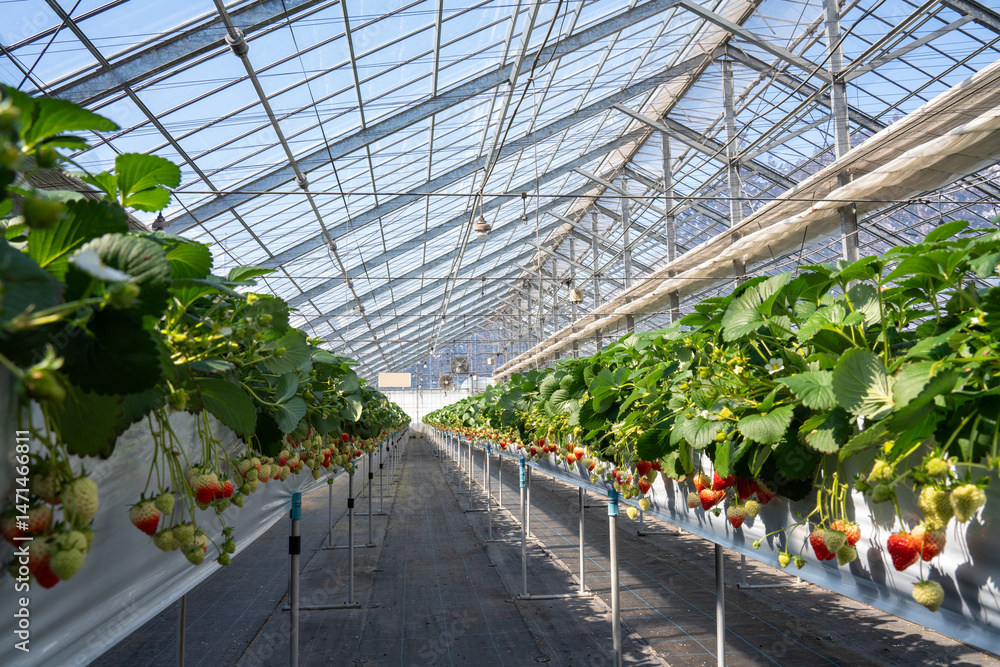 Fototapeta premium Rows of ripening strawberries in a high-tech greenhouse under natural sunlight. Sustainable farming using vertical hydroponic systems ensures efficient, eco-friendly fruit production even during 