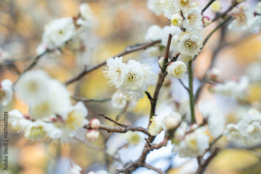 Close-up of blooming white plum blossoms in soft sunlight, symbolizing the arrival of early spring in Japan. The delicate petals and gentle bokeh create a dreamy, serene atmosphere in nature. Close-up of blooming white plum blossoms in soft sunlight, symbolizing the arrival of early spring in Japan. The delicate petals and gentle bokeh create a dreamy, serene atmosphere in nature.