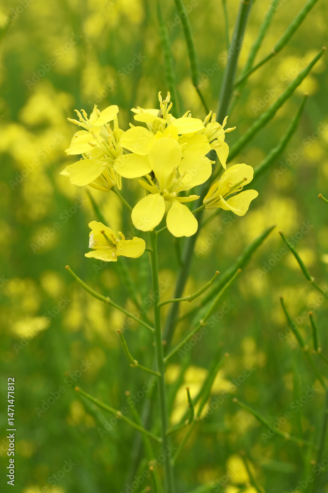 Obraz premium Mustard flower field is full blooming, yellow mustard field landscape industry of agriculture, mustard flowers closeup photo, Oil seed crop cultivation in Pakistan, Full Blooming Yellow Mustard Flo Dw