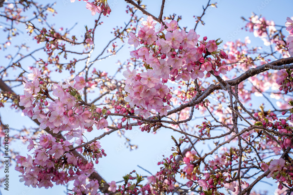 Close-up view of blooming pink plum blossoms against a bright sky during spring in Japan. The soft focus and upward angle highlight the beauty and delicacy of seasonal flowers Close-up view of blooming pink plum blossoms against a bright sky during spring in Japan. The soft focus and upward angle highlight the beauty and delicacy of seasonal flowers