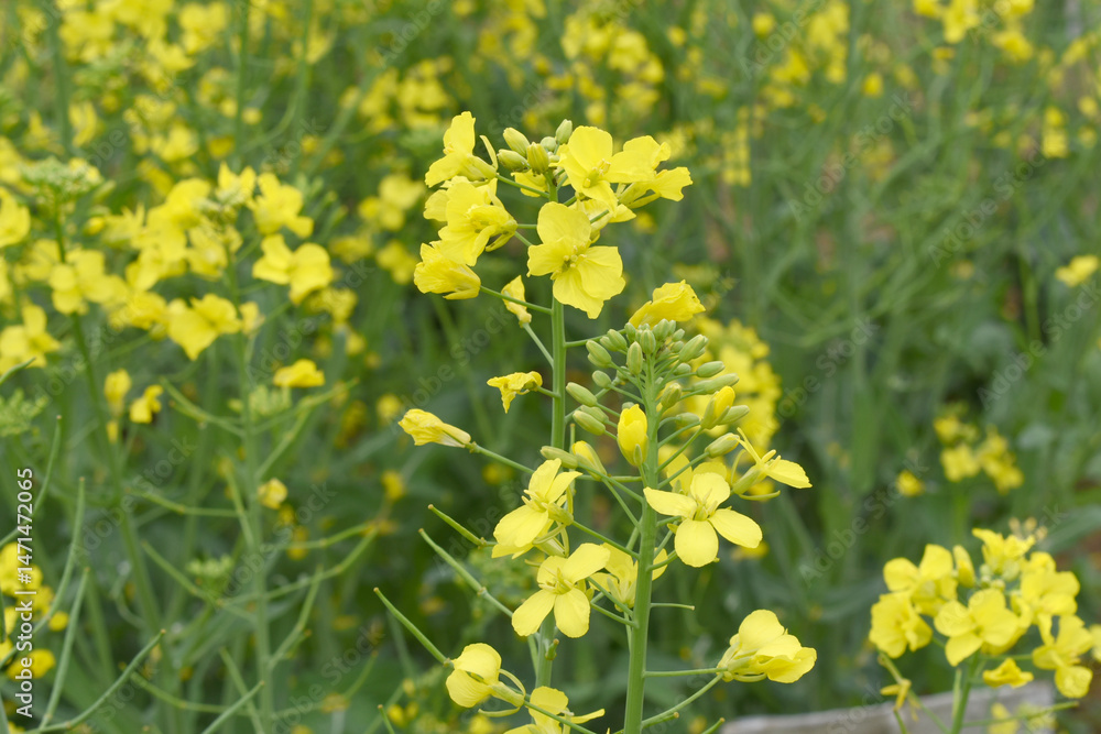 Obraz premium Mustard flower field is full blooming, yellow mustard field landscape industry of agriculture, mustard flowers closeup photo, Oil seed crop cultivation in Pakistan, Full Blooming Yellow Mustard Flo Dw