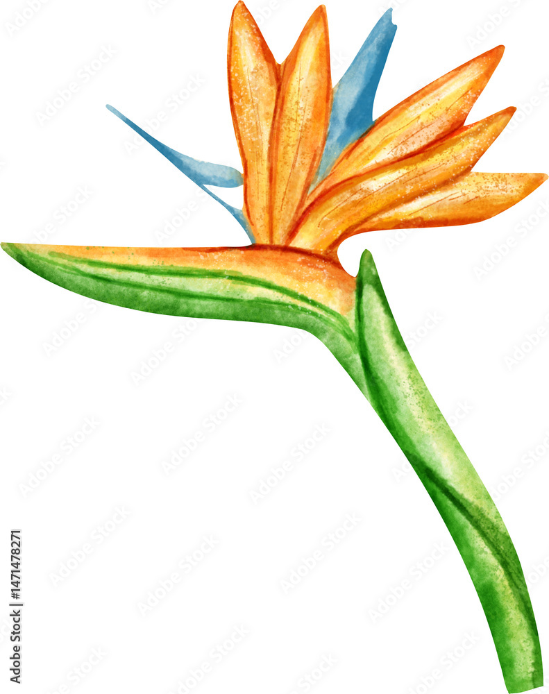 Fototapeta premium watercolor strelitzia flower