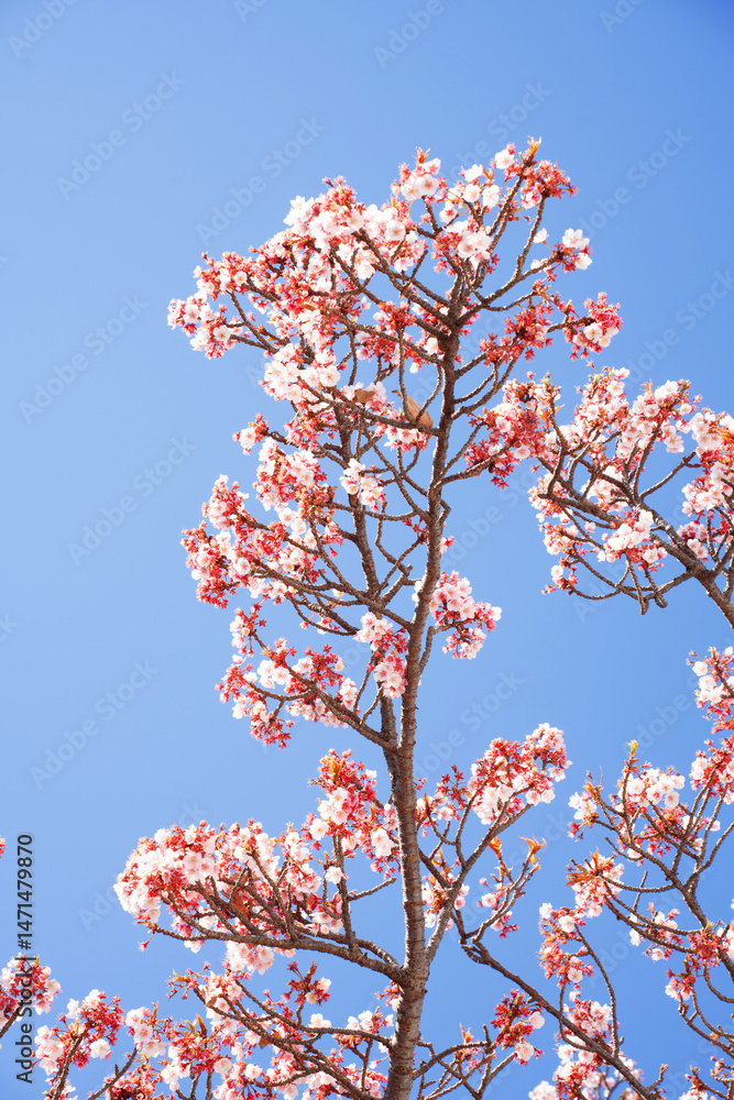 Close-up view of blooming pink plum blossoms against a bright sky during spring in Japan. The soft focus and upward angle highlight the beauty and delicacy of seasonal flowers in full bloom. Close-up view of blooming pink plum blossoms against a bright sky during spring in Japan. The soft focus and upward angle highlight the beauty and delicacy of seasonal flowers in full bloom.