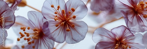 Delicately detailed close-up of translucent blossom petals with vivid center details capturing natural elegance