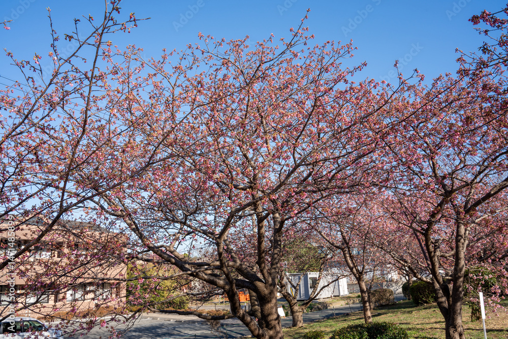 Close-up view of blooming pink plum blossoms against a bright sky during spring in Japan. The soft focus and upward angle highlight the beauty and delicacy of seasonal flowers in full bloom. Close-up view of blooming pink plum blossoms against a bright sky during spring in Japan. The soft focus and upward angle highlight the beauty and delicacy of seasonal flowers in full bloom.