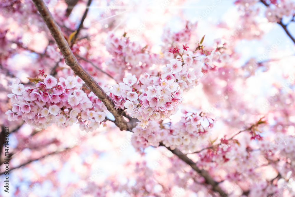 Obraz premium Close-up view of blooming pink plum blossoms against a bright sky during spring in Japan. The soft focus and upward angle highlight the beauty and delicacy of seasonal flowers in full bloom.