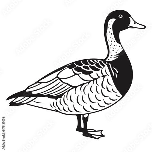 Greater Scaup Illustration – Diving Duck Vector for Hunting Themes


