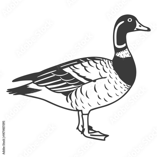 Greater Scaup Illustration – Diving Duck Vector for Hunting Themes

