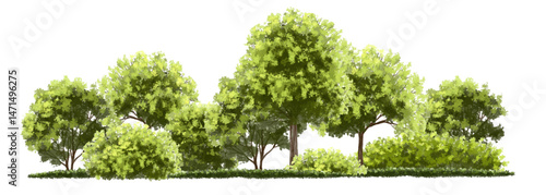  Vector watercolor green  tree or forest side view isolated on white background for landscape and architecture drawing,elements for environment or and garden,Shrub for section