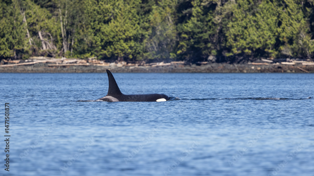 Fototapeta premium Female orca (Orcinus orca), Killer Whale, Knight Inlet, Vancouver Island, British Columbia, Canada.