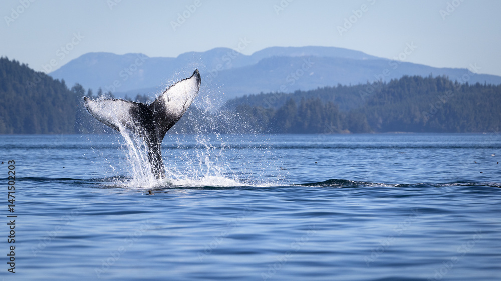 Fototapeta premium Seascape with Whale tail. The humpback whale (Megaptera novaeangliae) tail dripping with water in Knight Inlet, Vancouver Island, BC, Canada.