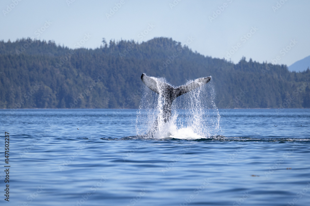 Fototapeta premium Seascape with Whale tail. The humpback whale (Megaptera novaeangliae) tail dripping with water in Knight Inlet, Vancouver Island, BC, Canada.