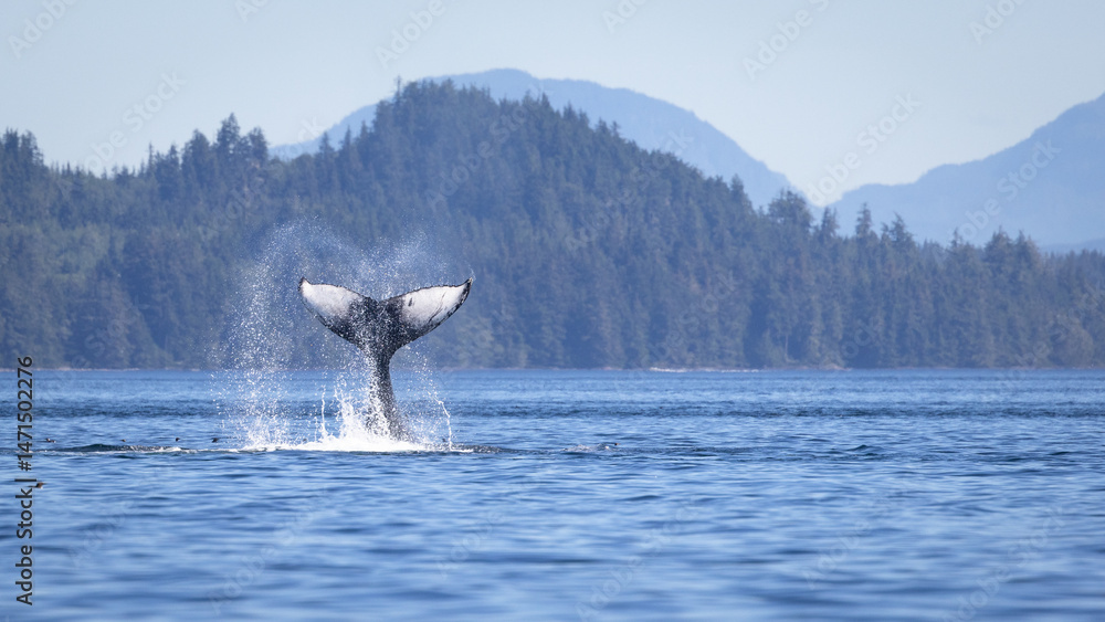 Obraz premium Seascape with Whale tail. The humpback whale (Megaptera novaeangliae) tail dripping with water in Knight Inlet, Vancouver Island, BC, Canada.