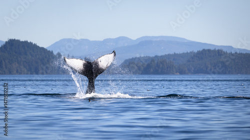 Seascape with Whale tail. The humpback whale (Megaptera novaeangliae) tail dripping with water in Knight Inlet, Vancouver Island, BC, Canada.
