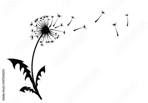 The sketch of field dandelion with flying seeds.