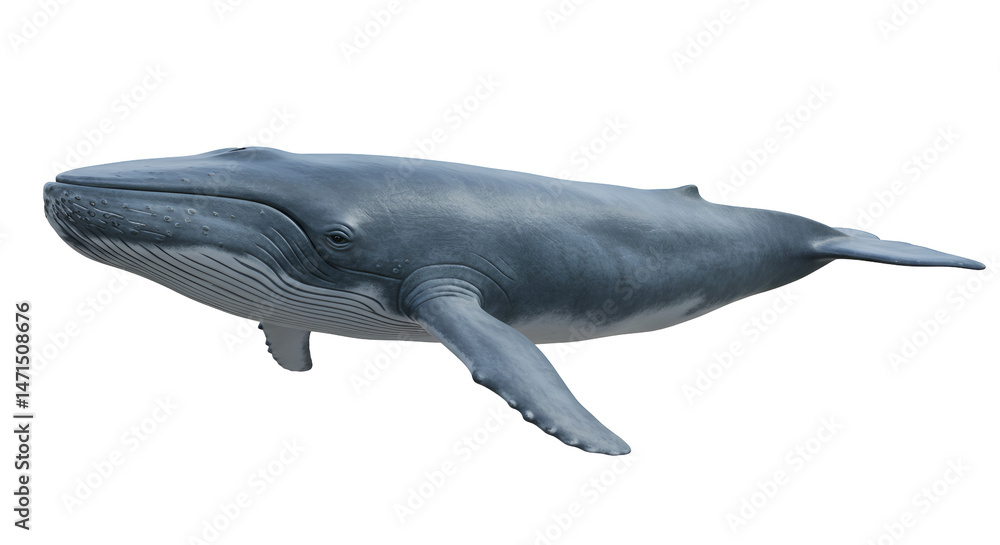 Fototapeta premium Blue Whale Breaching in Open Sea