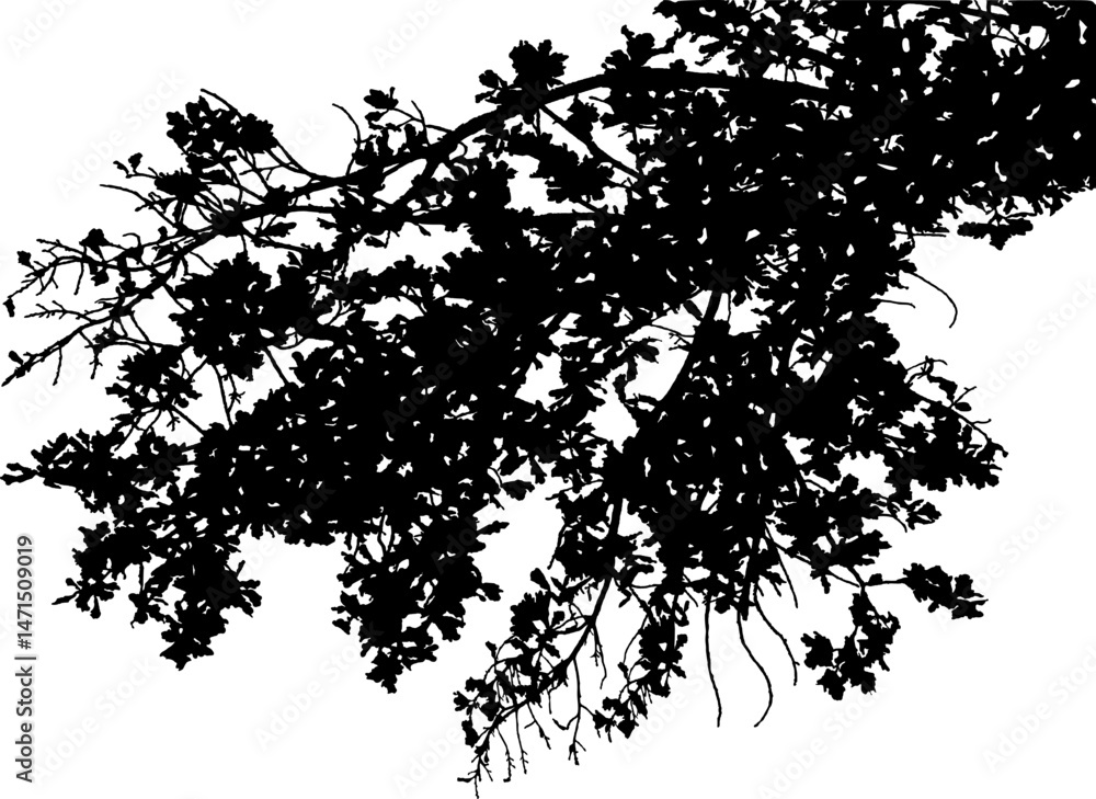 Naklejka premium Vector illustration of natural oak branch