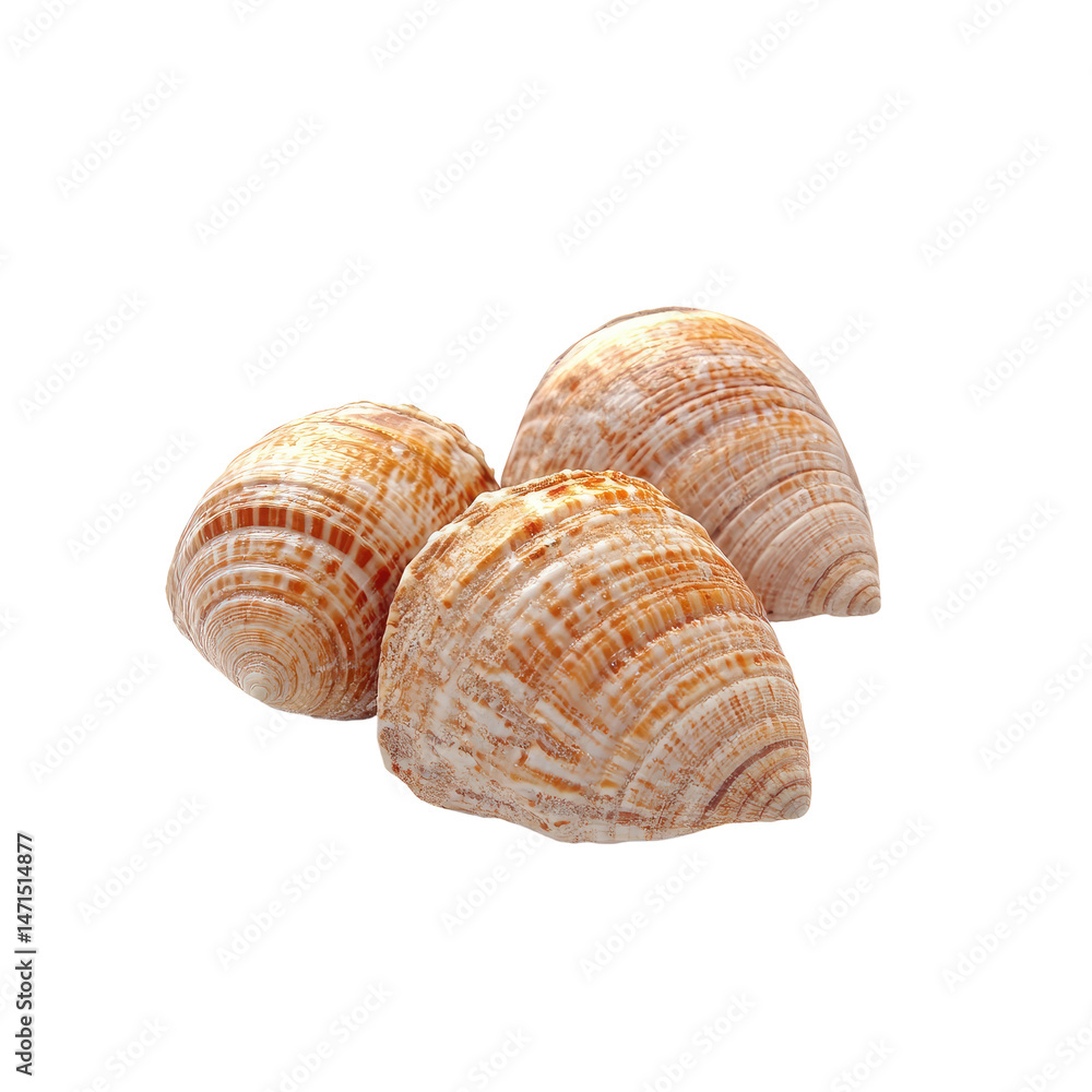 Three seashells, close-up Three seashells, close-up