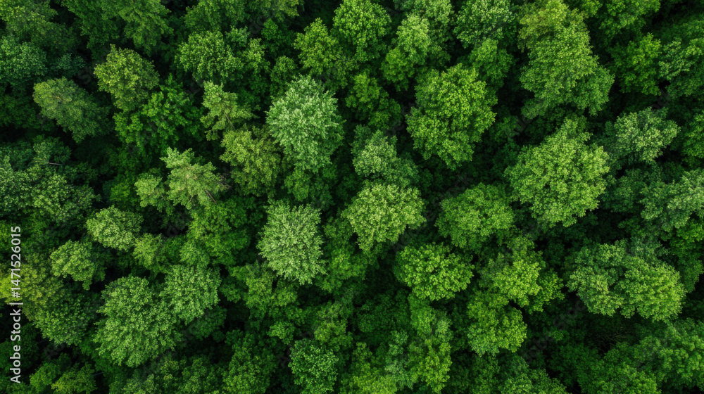 Naklejka premium Aerial view of a lush, green forest canopy, showcasing a dense collection of trees from directly above. The vibrant foliage creates a textured, natural pattern. : Generative AI