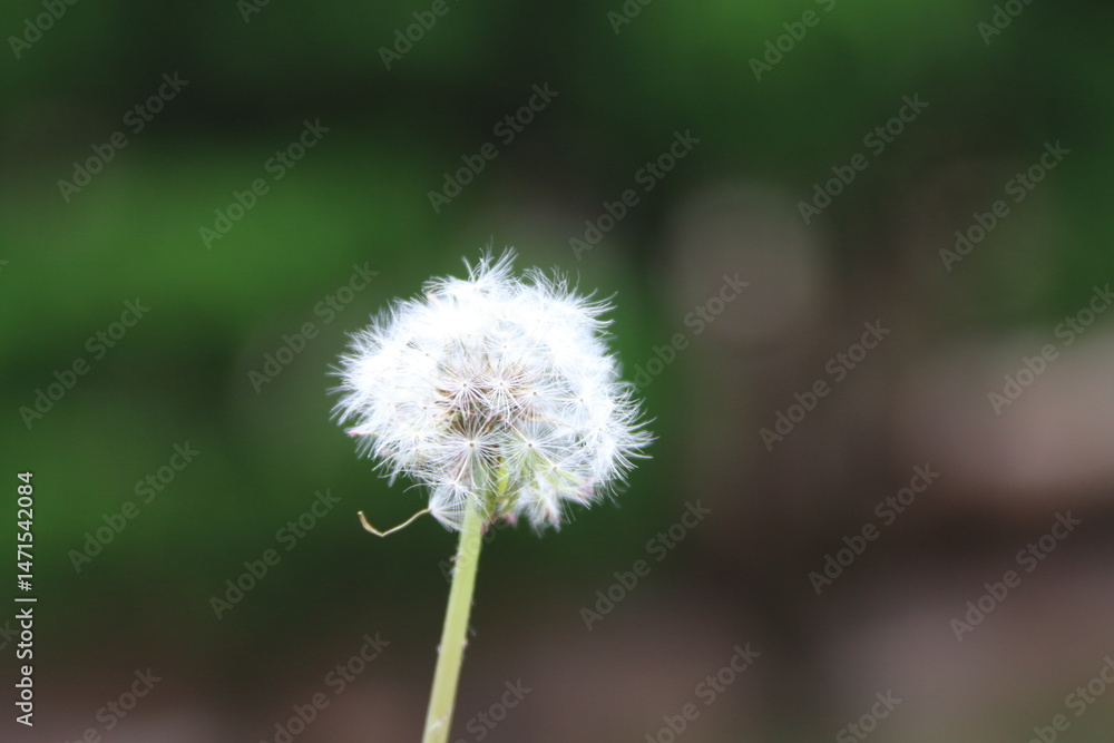 Fototapeta premium dandelion seed head