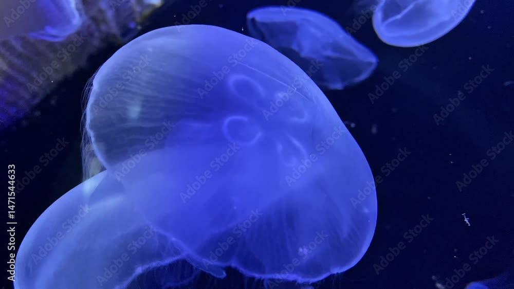 Eared aurelia, or eared jellyfish in the aquarium. A species of scyphoid from the order Discomjellyfish. It inhabits the coastal waters of the temperate and tropical seas, Black and Mediterranean Seas Eared aurelia, or eared jellyfish in the aquarium. A species of scyphoid from the order Discomjellyfish. It inhabits the coastal waters of the temperate and tropical seas, Black and Mediterranean Seas