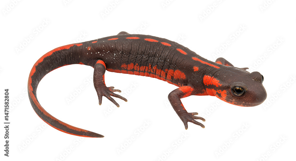 Fototapeta premium Red-Backed Salamander on Mossy Log