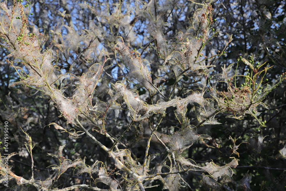 Bagworms cover trees and shrubs with a silvery covering Bagworms cover trees and shrubs with a silvery covering