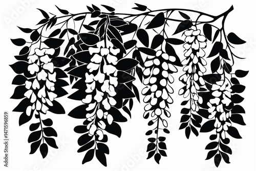 Monochrome wisteria branch presents elegant floral cascades with leaves, creating natural decorative beauty