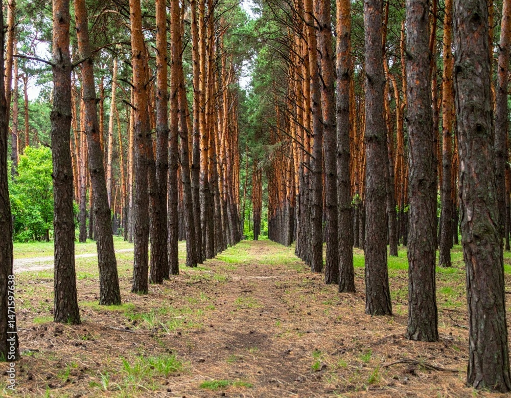Obraz premium Serene Pathway Through Tall Pine Trees in Lush Green Forest