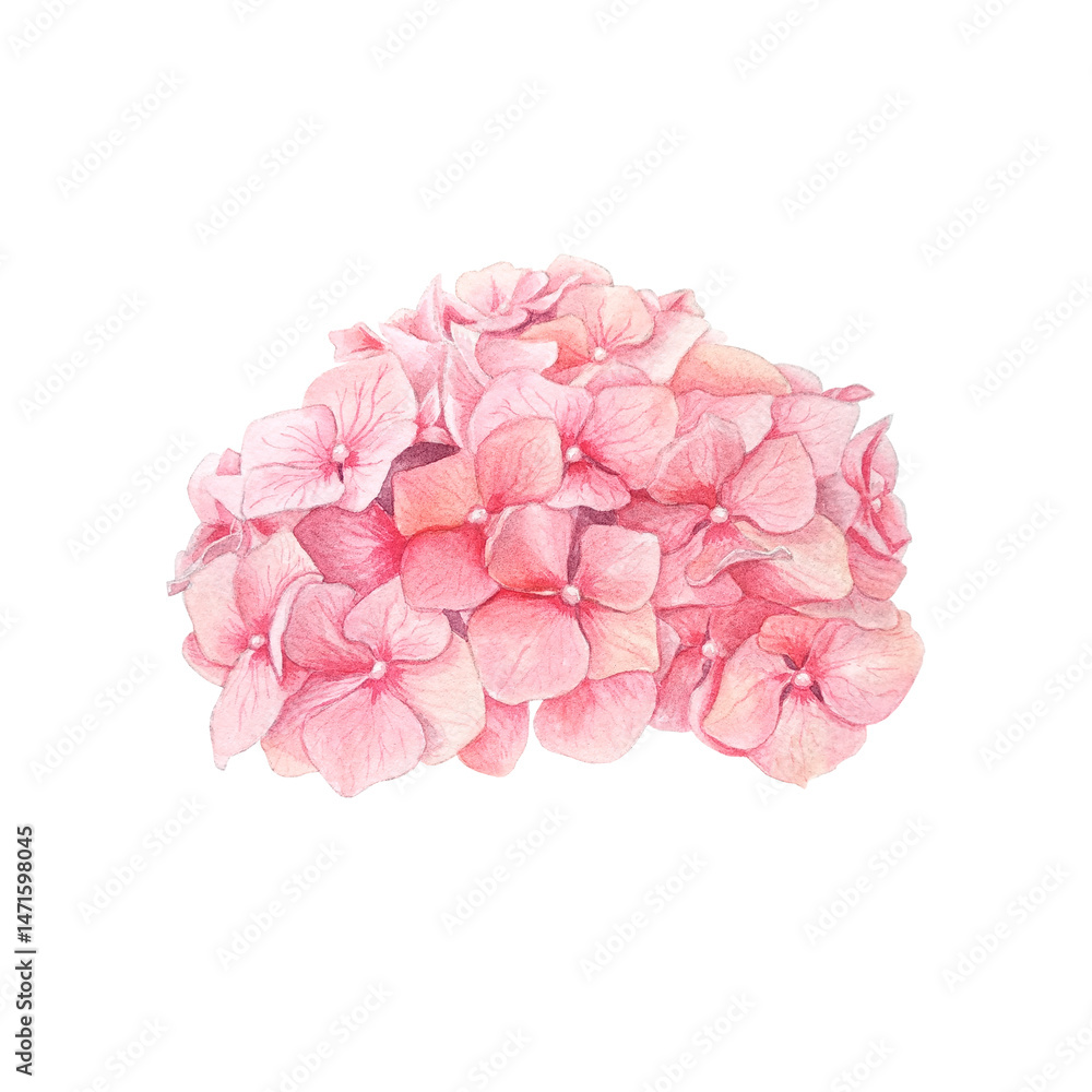 custom made wallpaper toronto digitalCoral  hydrangea flower hand drawn in watercolor. Isolated on a white background.