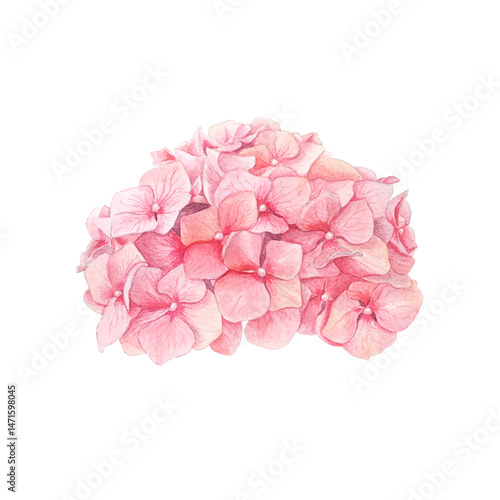 Wallpaper Mural Coral  hydrangea flower hand drawn in watercolor. Isolated on a white background. Torontodigital.ca