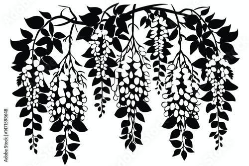 Wisteria vines cascade with foliage and blossoms creating a monochrome design that is striking