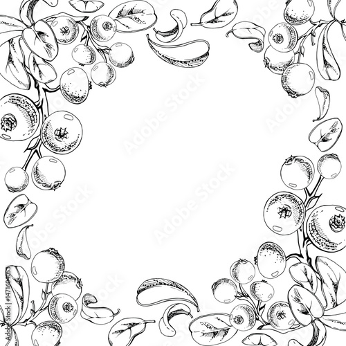 Lingonberry cranberry on branch, green leaves, ripe swamp berry wintergreen bearberry teaberry cluster group, vector hand drawn in ink. Isolated border corner square frame. Farmers market, cafe menu