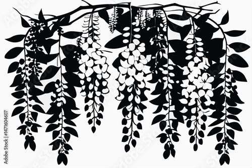 Silhouette shows wisteria plant with cascading flowers and leaves in monochrome style