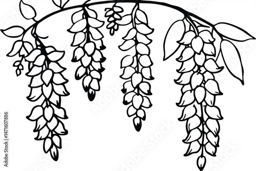 Black and white wisteria drawing shows the cascading flowers with line art style on white
