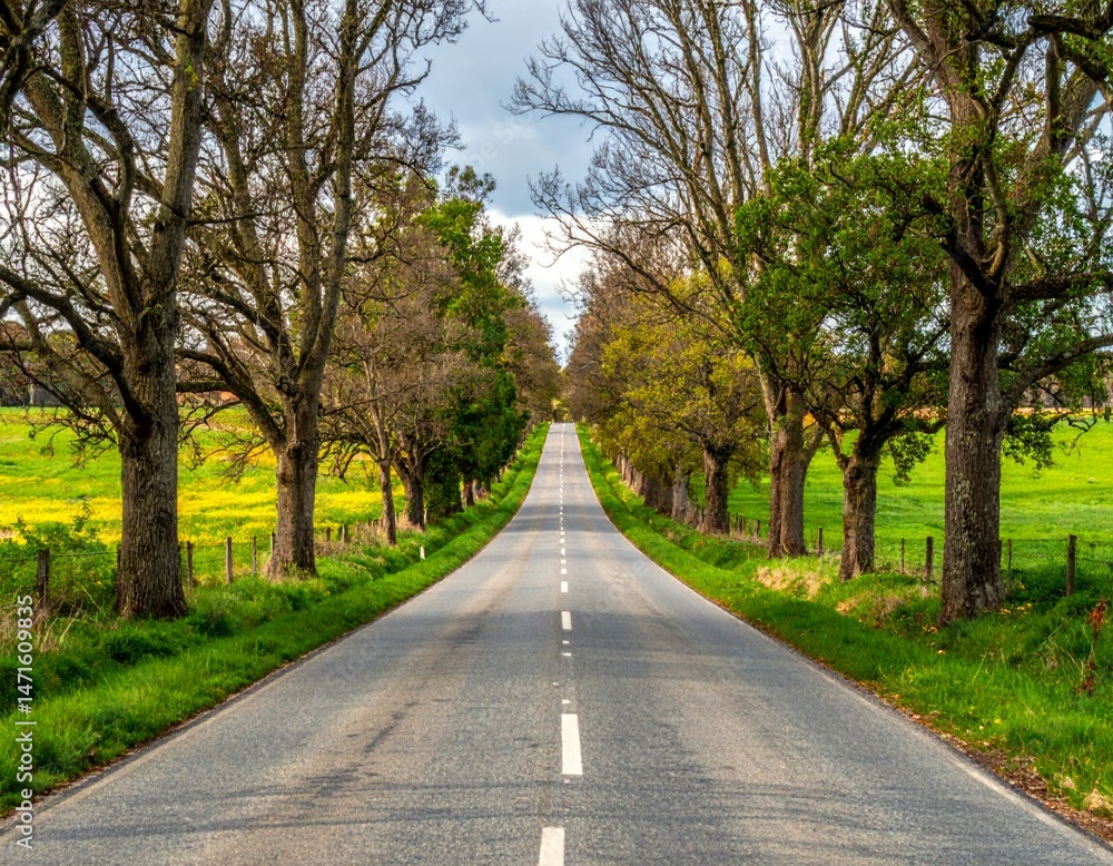 Fototapeta premium Scenic Tree-Lined Road with Vibrant Green Fields and Blue Sky