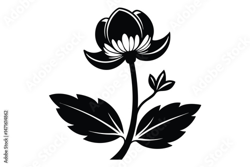 Elegant black water lily flower displays gracefully against a crisp, clean white background