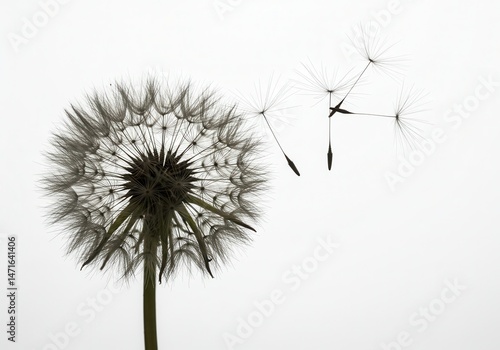 Wallpaper Mural Dandelion seed head with seeds dispersing in the air against a bright white background Torontodigital.ca