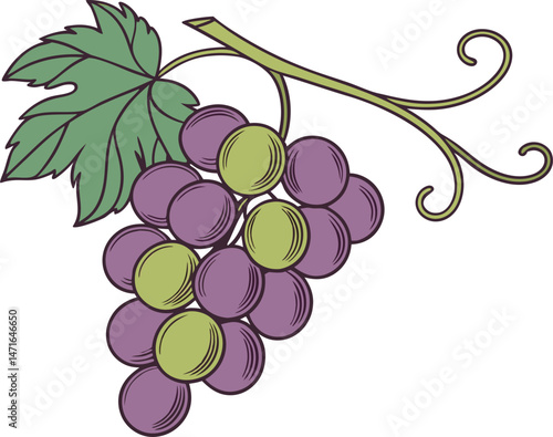 Grape Colored Design Illustration. Artistic Grape Colored Design. Grape Fruit Colored Design Graphic. Bright Grape Colored Design Art