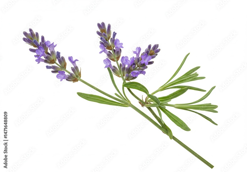 Sprig of lavender with purple flowers and green leaves isolated on a white background Sprig of lavender with purple flowers and green leaves isolated on a white background