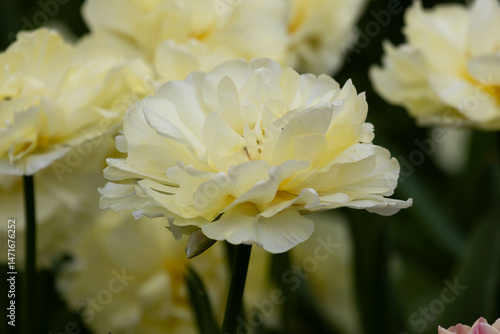 Spring Concept, Blooming White Blooming Tulipa 