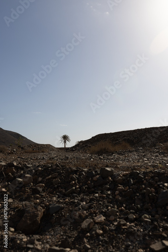lonesome Palm in mountain landscape with blue sky