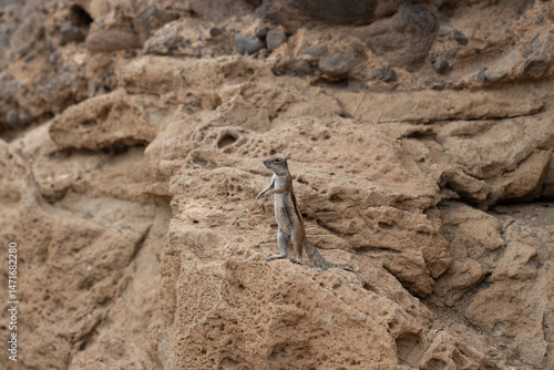 AtlasHörnchen auf Fuerteventura