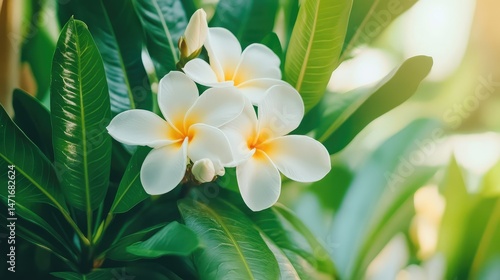 Close-up of blooming white frangipani (Plumeria alba) flowers surrounded by lush green leaves under soft daylight