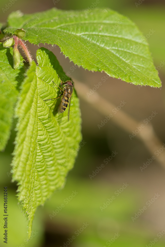 A hoverfly sitting on the edge of a bright green leaf with serrated edges. The fly has a thin body with alternating black and yellow stripes on the abdomen, transparent wings and large compound eyes A hoverfly sitting on the edge of a bright green leaf with serrated edges. The fly has a thin body with alternating black and yellow stripes on the abdomen, transparent wings and large compound eyes