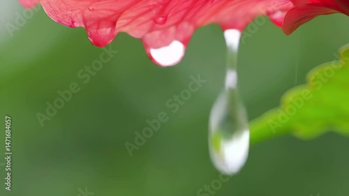 Macro view of fresh water drops dripping slowly from vibrant red flower petal with lush green bokeh background