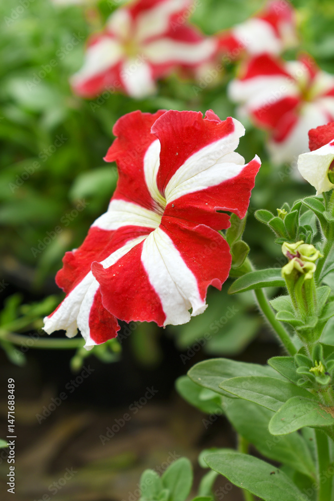 Fototapeta premium Red White petunias in the garden, Petunia, Close up of Red White Petunia flower in the garden, Petunia flower and blurred background, Background of Red White petunia flowers, spring flower Closeup.