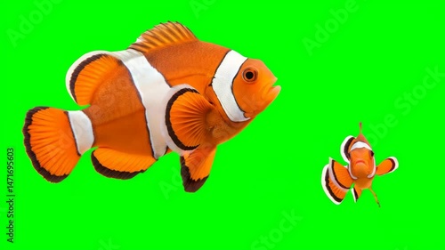 Two clownfish swim side by side against a bright green background.