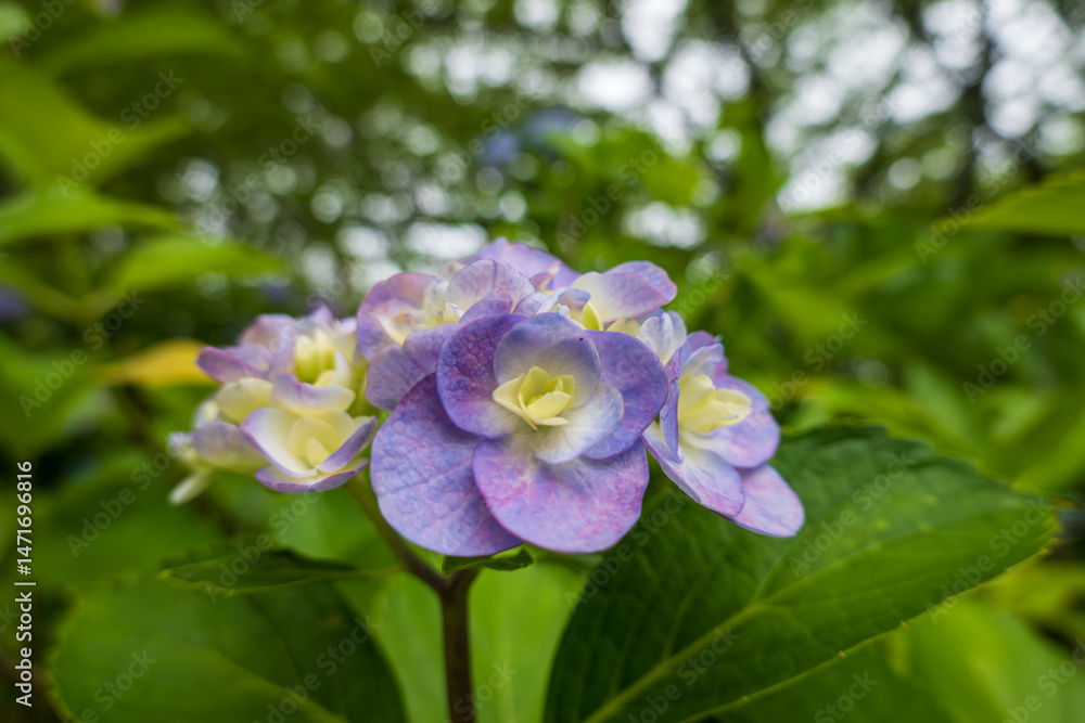 Fototapeta premium 淡い紫の彩りが美しいアジサイ